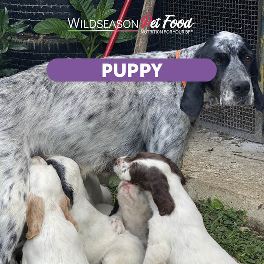 Wildseason Puppy - Mangime per cani cuccioli
