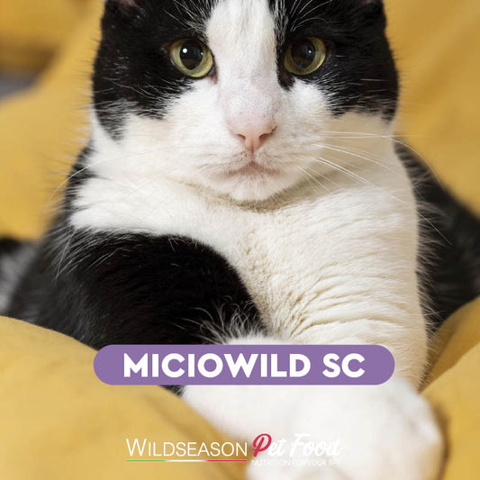 MICIOWILD STERILISED CHICKEN - Alimento completo per gatti sterilizzati monoproteico al pollo.
