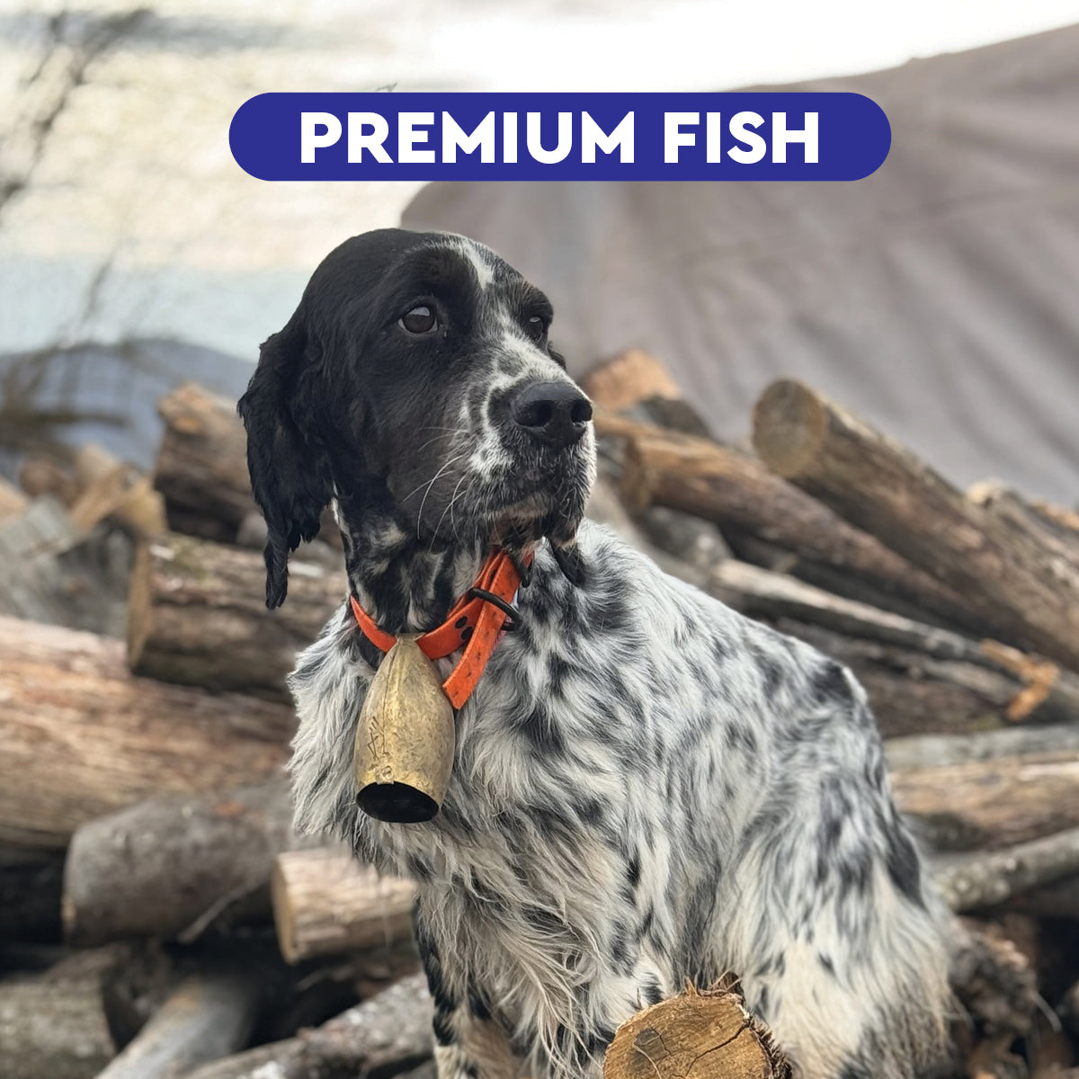 Wildseason Premium Fish - mangime per cani adulti 20 Kg