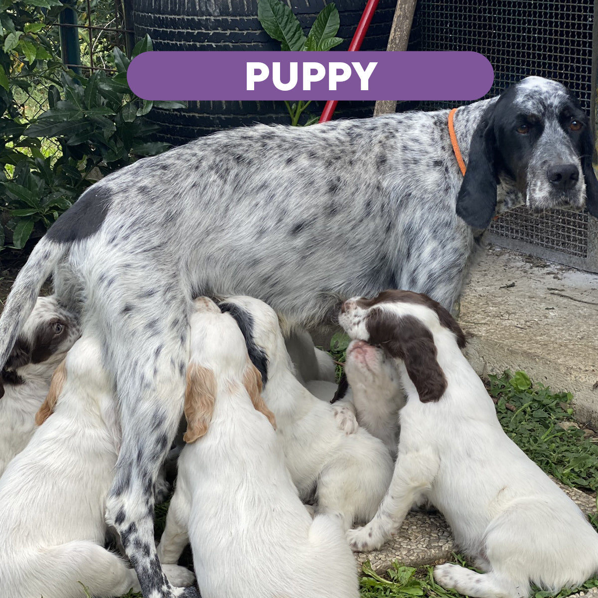 Wildseason Puppy - Mangime per cani cuccioli 20 Kg