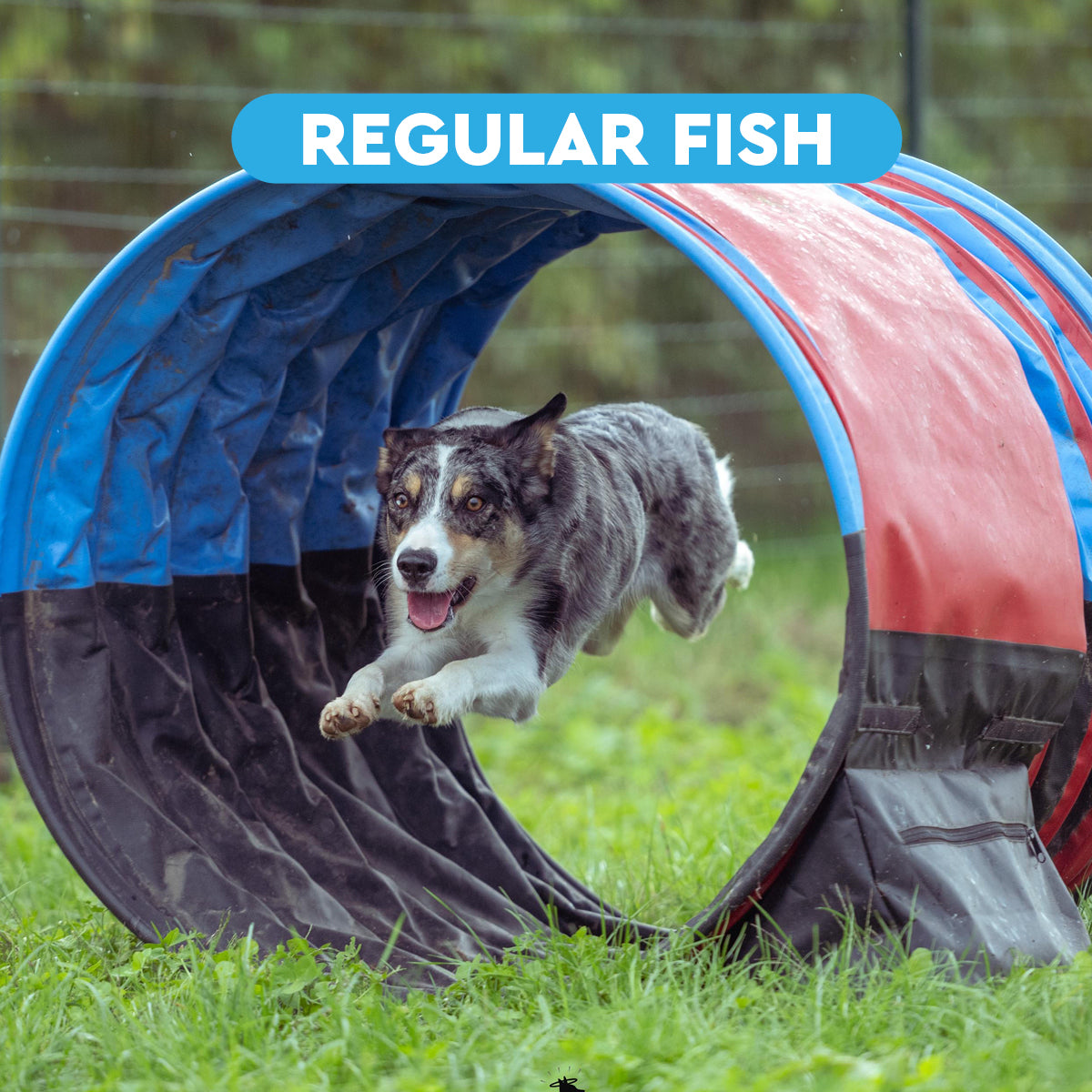 Wildseason Regular Fish - Mangime per cani adulti 20 Kg