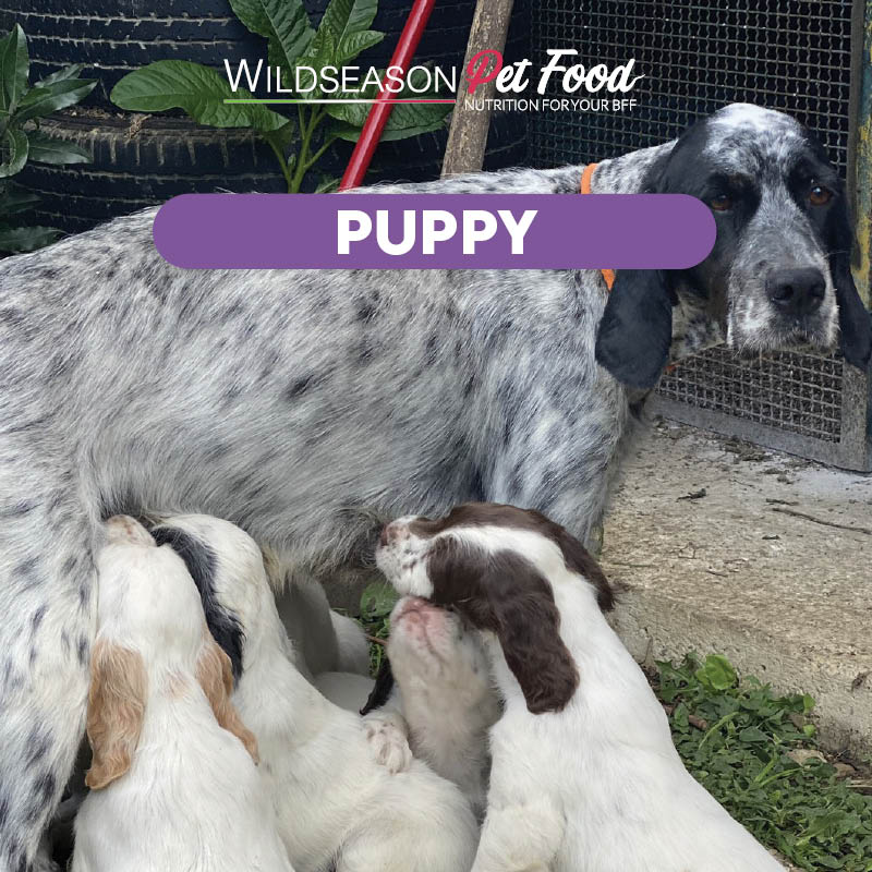 Wildseason Puppy - Mangime per cani cuccioli