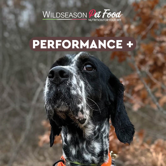 Wildseason Performance + - Mangime per cani adulti  20 Kg (Copia)