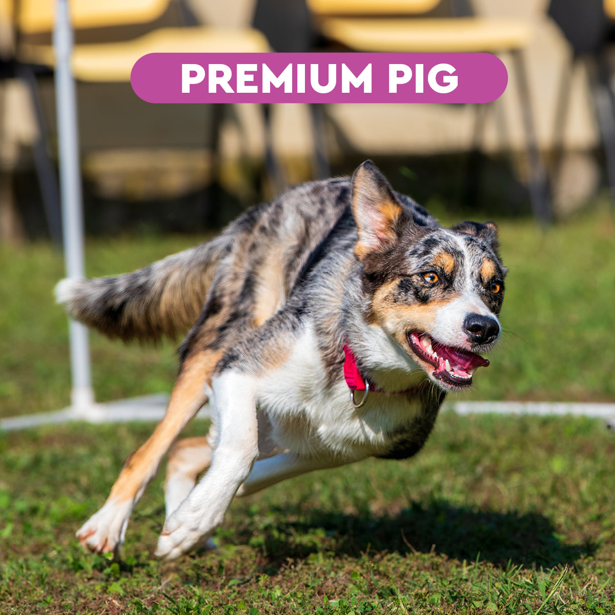 Wildseason Premium Pig - Monoproteico al maiale   - Mangime per cani adulti 20 Kg